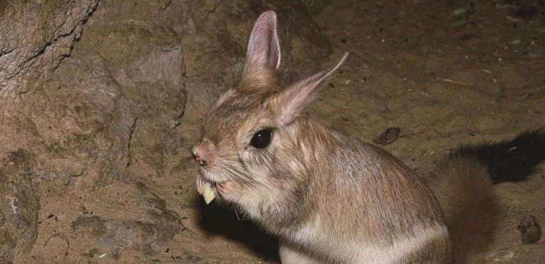 跳兔训练方法