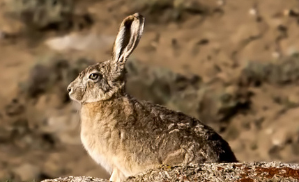 如何挑选灰尾兔