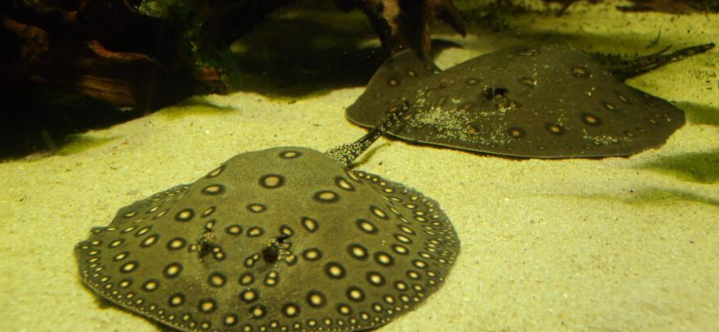 珍珠虹鱼寿命多少年