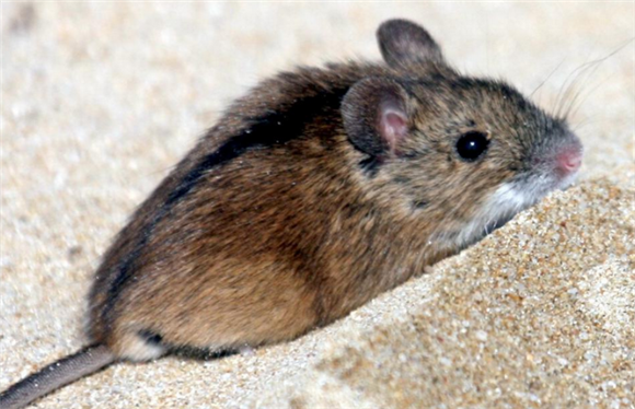 黑线鼠多少钱一只