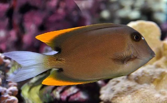 火箭吊水温度多少最佳