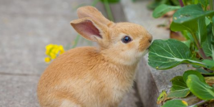 多瓦夫兔可以养几年