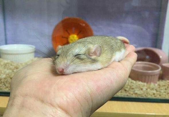 扁鼠皮毛是什么颜色