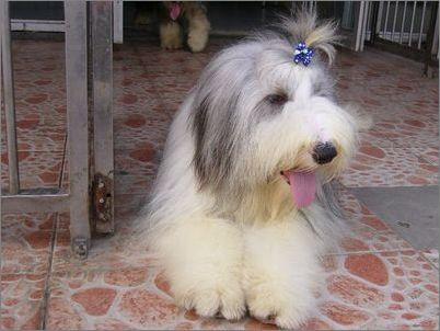 长须柯利牧羊犬窝咳应该怎么办