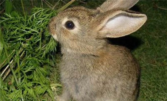 华南兔一般多少钱