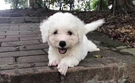 博洛尼亚比熊犬什么颜色好