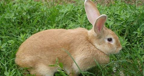 虎皮黄兔一般多少斤