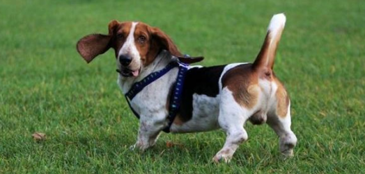 巴色特犬的饲养要点有哪些 巴色特犬的饲养要点有哪些