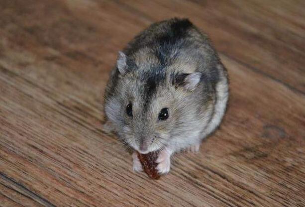 如何训练一线仓鼠