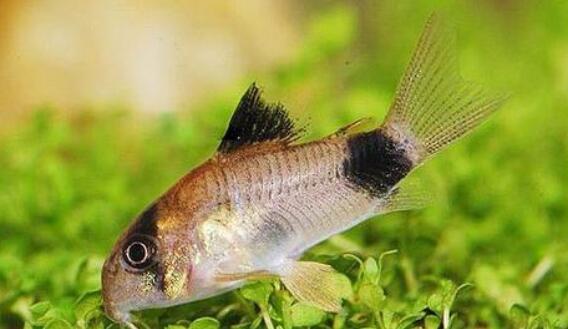 熊猫鼠水温多少合适