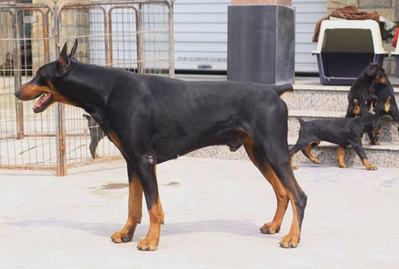 艾分杜宾犬需要怎么教