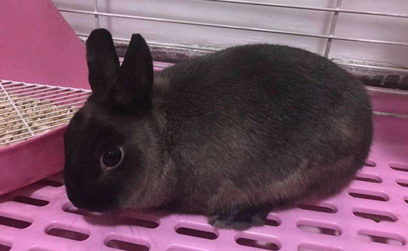 暹罗兔特点是什么