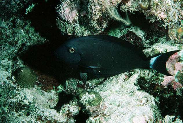 白鳍黑吊不吃食怎么回事