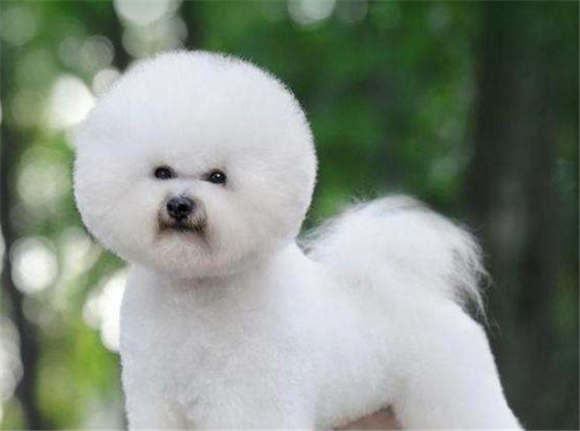 博洛尼亚比熊犬多少钱一只