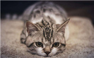 美国短尾猫怎么看品相