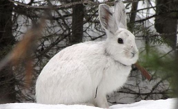 雪兔真实图片