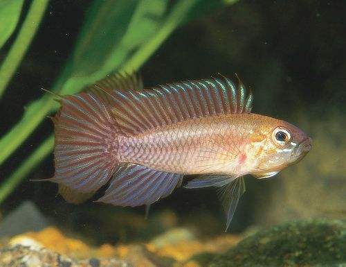 新手怎样养黑间短鲷