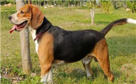 米格鲁猎犬训练技巧有哪些