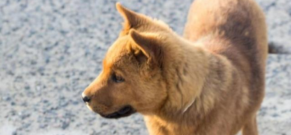 中华田园犬该怎么喂养
