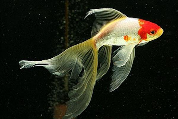 红白草金鱼能和其他鱼混养吗