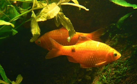 玫瑰鲫能和其他鱼混养吗