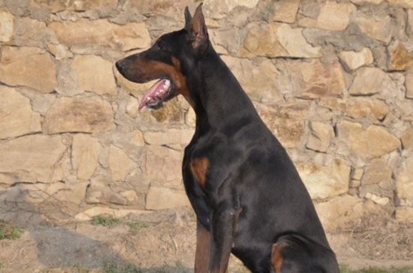 艾分杜宾犬训练技巧 艾分杜宾犬训练技巧