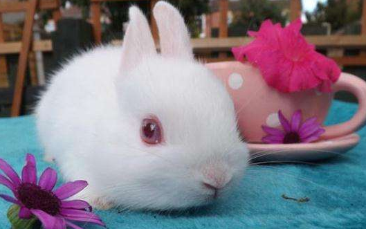 波兰兔一般多少钱