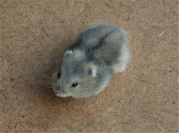 长尾仓鼠怎么养