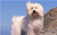 博洛尼亚比熊犬有攻击性吗