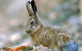 高原兔吃什么东西