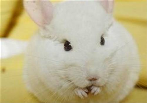 纯白龙猫咬人吗 纯白龙猫咬人吗