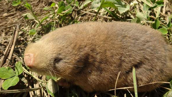 秦岭鼢鼠性格怎么样