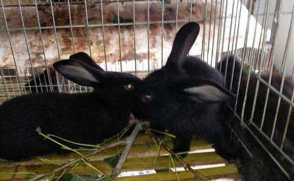 中华黑兔寿命有多长