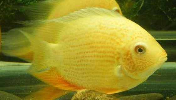 金菠萝鱼能和其他鱼混养吗