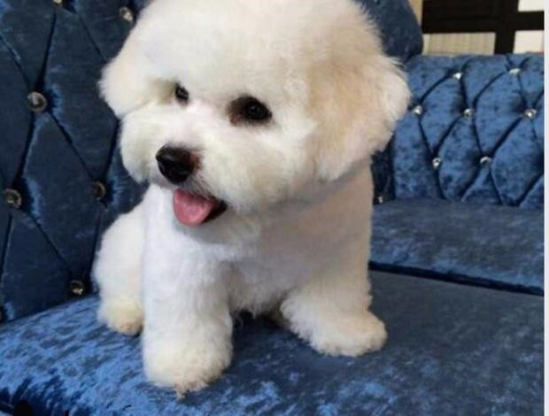 博洛尼亚比熊犬的寿命一般是多久