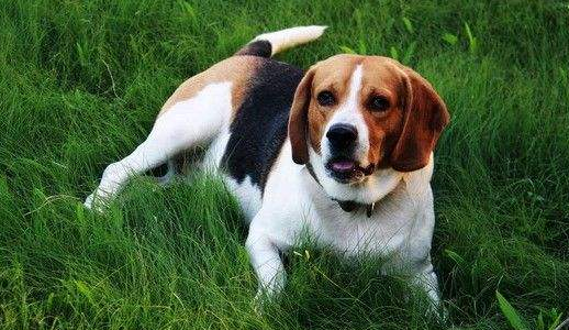 米格鲁猎犬吃多了拉稀怎么办 米格鲁猎犬吃多了拉稀怎么办