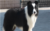 长须柯利牧羊犬饲养有什么注意点