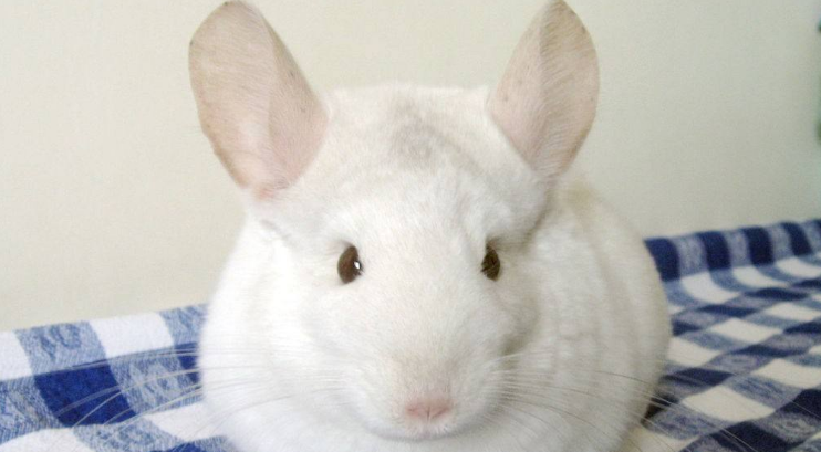 如何训练纯白龙猫