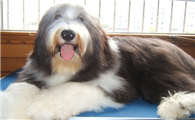 长须柯利牧羊犬攻击性很强吗