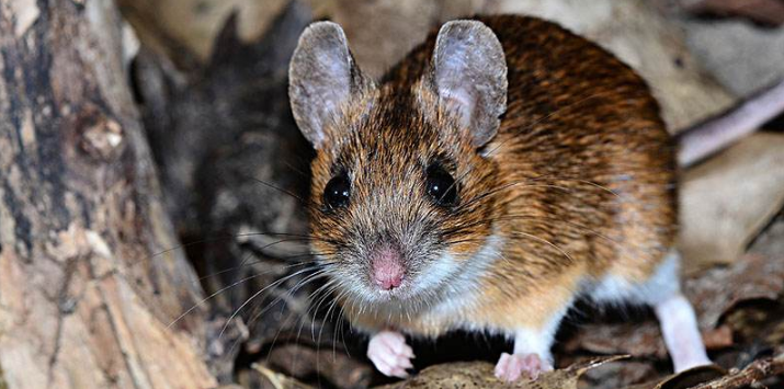 高山姬鼠怎么养