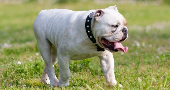 英国斗牛犬不能吃什么