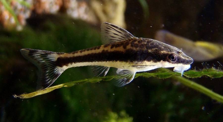 小精灵鱼怎么养