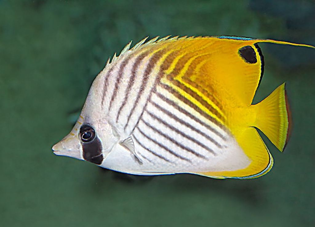 人字蝶水温多少合适