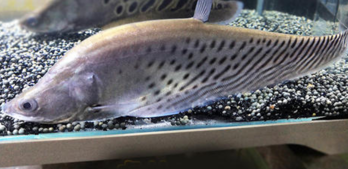 七星刀鱼不吃食怎么回事