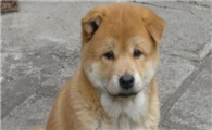 中华田园犬吃多了拉稀怎么办