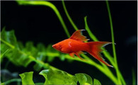 新手怎样养红剑鱼