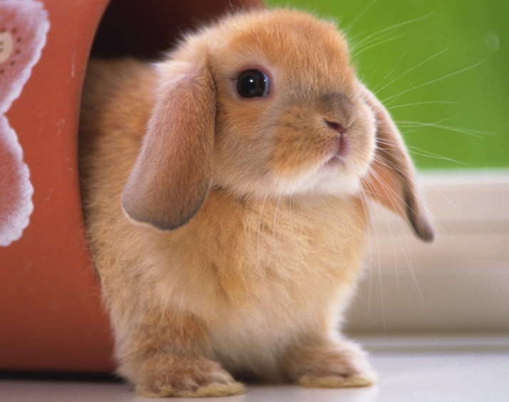 宾尼垂耳兔耳朵下垂从外观来看有短毛,中毛,长毛之分,此外脸型也有所