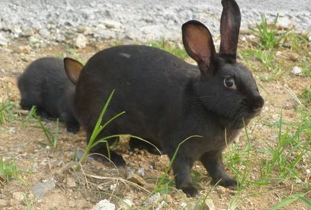 黑色獭兔特点是什么