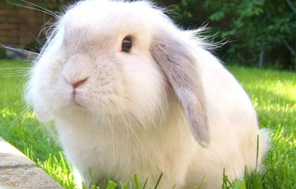 巨型安哥拉兔常见病和治疗方法 巨型安哥拉兔常见病和治疗方法