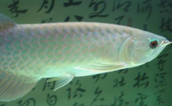 青龙鱼寿命多少年